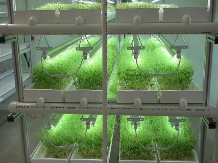 МИКРОЗЕЛЕНЬ НА ГИДРОПОНИКЕ ▶️ Это удобный и эффективный способ выращивания молодых растений без почвы, используя питательный раствор | Сетка — социальная сеть от hh.ru