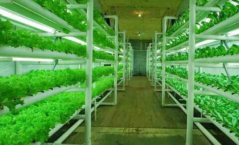 МИКРОЗЕЛЕНЬ НА ГИДРОПОНИКЕ ▶️ Это удобный и эффективный способ выращивания молодых растений без почвы, используя питательный раствор | Сетка — социальная сеть от hh.ru