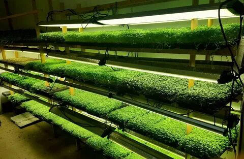 МИКРОЗЕЛЕНЬ НА ГИДРОПОНИКЕ ▶️ Это удобный и эффективный способ выращивания молодых растений без почвы, используя питательный раствор | Сетка — социальная сеть от hh.ru