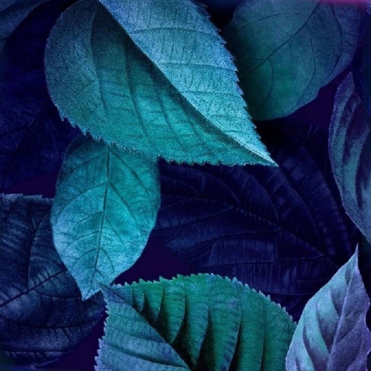 Lora Bell | Сетка — социальная сеть от hh.ru