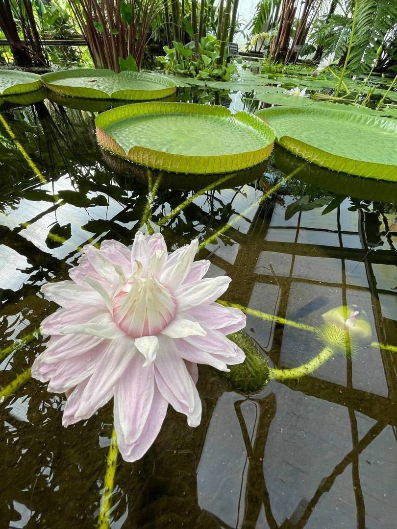 🪷 Самая крупная кувшинка в мире Виктория амазонская расцвела
Увидеть её можно в течение сезона регулярного цветения в «Аптекарском огороде»
📲Подпишитесь на Вдвижении | Сетка — социальная сеть от hh.ru