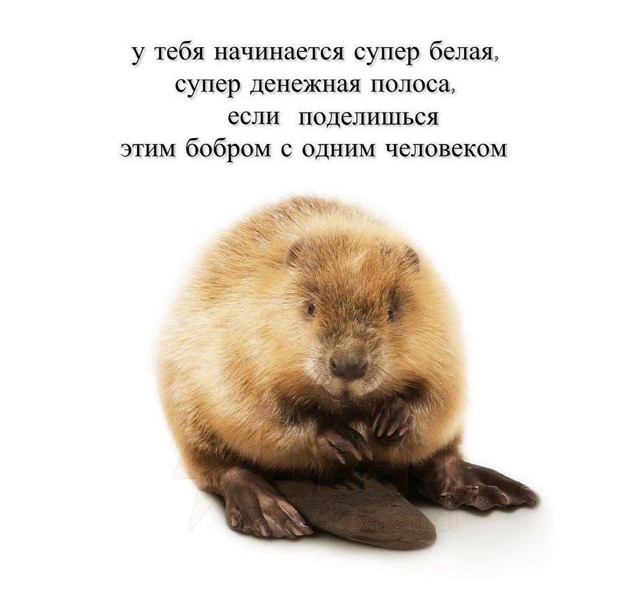 — Как вам удалось достигнуть таких результатов?
— Поделился бобром с одним из контактов. | Сетка — социальная сеть от hh.ru