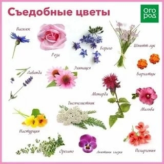 🌸КАКИЕ САМЫЕ ПОЛЕЗНЫЕ СЪЕДОБНЫЕ ЦВЕТЫ
🌸🌸🌸🌸🌸🌸🌸💮💮💮💮🌱🌱🌱
Мир съедобных цветов – это не только эстетическое наслаждение, но и кладезь полезных веществ | Сетка — социальная сеть от hh.ru