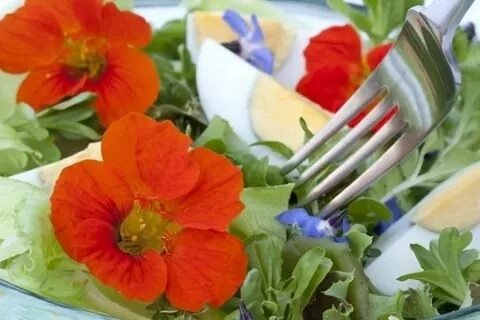 🎀СЪЕДОБНЫЕ ЦВЕТЫ МИКРОЗЕЛЕНИ
🌱🌱🌱🌱🌱🌱🌱🌱🌱🌱🌱🌱🌱🌱
В мире гастрономии, где визуальное наслаждение играет не меньшую роль, чем вкусовые ощущения, съедобные цветы микрозелени занимают особое место | Сетка — социальная сеть от hh.ru