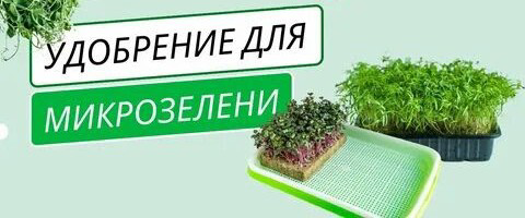 🌱НУЖНО ЛИ УДОБРЯТЬ МИКРОЗЕЛЕНЬ?
🍒 РАЗБИРАЕМСЯ🍒
🌿МИКРОЗЕЛЕНЬ – это не просто модный тренд в кулинарии, это настоящий кладезь витаминов и микроэлементов | Сетка — социальная сеть от hh.ru