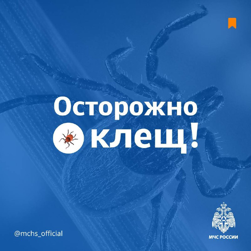 🌳Весна — пора шашлыков и пикников
Но на природе может подстерегать опасность в виде клещей.
МЧС России рассказало, как уберечься от укуса насекомого — в карточках. | Сетка — социальная сеть от hh.ru