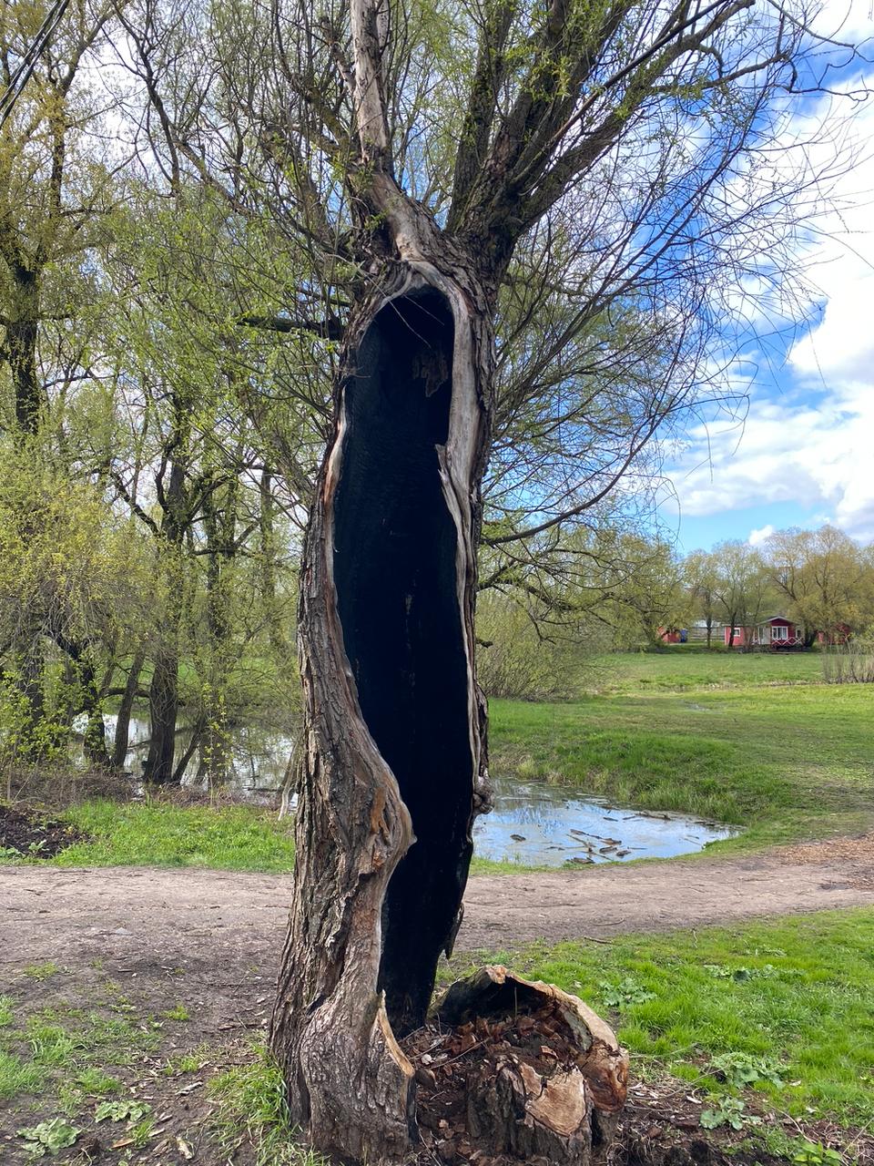 Вчера на фоторужье поймал моменты яркого и очень красивого денечка ☀️🌿
А на видео еще и маленькие утята | Сетка — социальная сеть от hh.ru