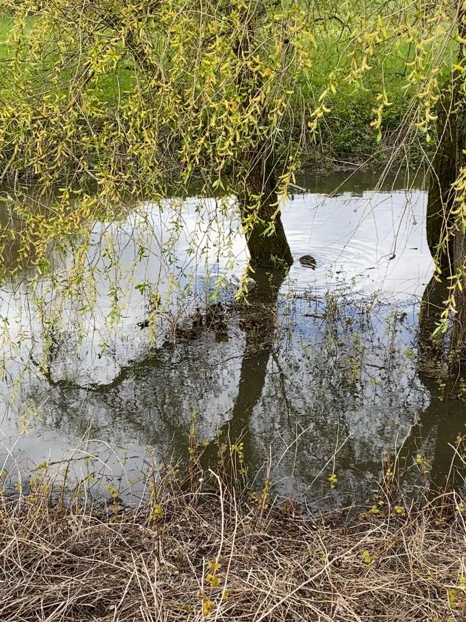 Вчера на фоторужье поймал моменты яркого и очень красивого денечка ☀️🌿
А на видео еще и маленькие утята | Сетка — социальная сеть от hh.ru