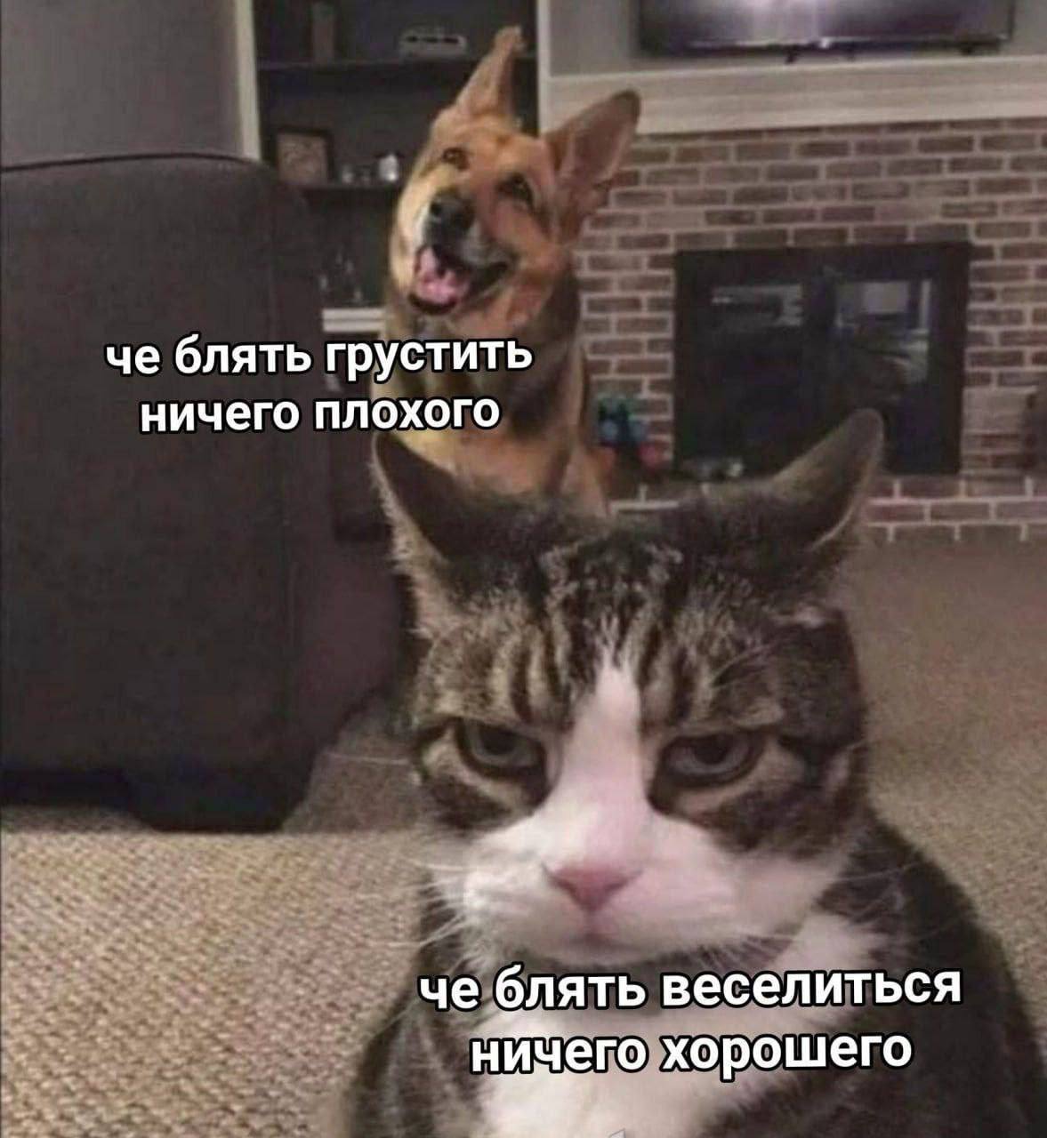 А ниче тот факт, что завтра работу работать?
Вы на чьей стороне: котячей или собачей?) | Сетка — социальная сеть от hh.ru