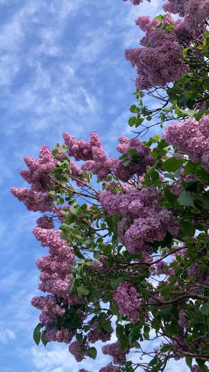 Где в Москве цветет сирень?💜
📍ВДНХ
📍Царицыно
📍Парк Сокольники
📍Парк Горького
📍Аптекарский огород
📍Сад им. Баумана
📍Центральная аллея МГУ
📲Подпишитесь на Вдвижении
#бесплатно | Сетка — социальная сеть от hh.ru