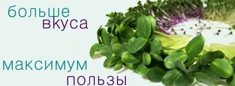 🌿МИКРОЗЕЛЕНЬ В РАЦИОНЕ ЧЕЛОВЕКА 🌺
Микрозелень – это не просто модный тренд в кулинарии, а ценный продукт, обогащающий наш рацион | Сетка — социальная сеть от hh.ru