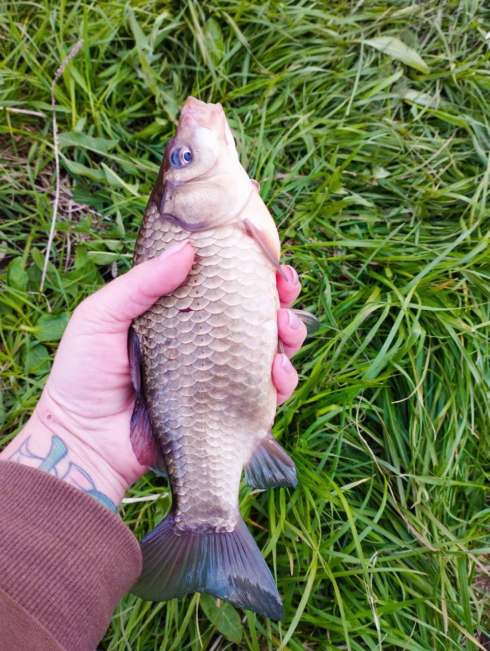 Выбрались вчера с мужем на вечерку 🎣🤗
Муж на фидер. Я на поплавочную удочку🎣
В итоге поплавок остался в лидере 😅
Клевали отличные кабанчики, которых приятно тащить ☺
От Василисы Кузнецовой | Сетка — социальная сеть от hh.ru