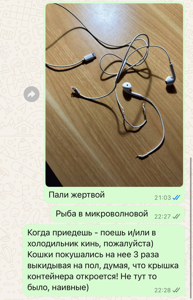 Моя переписка с мужем)
Пока работаем с кошками с их лютым голодом (есть все, что попадется).
В кухне нет двери, которая могла бы закрываться на 100% | Сетка — социальная сеть от hh.ru