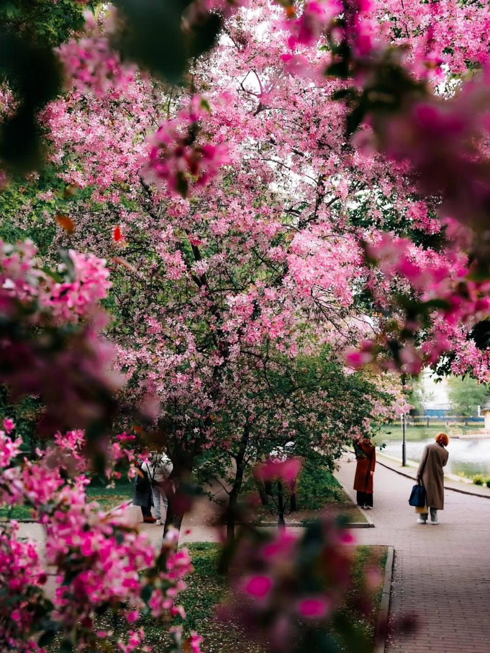 Тихое и зеленое место Москвы 🌳Екатерининский сад когда-то был частью усадьбы графа Разумовского, а позже здесь открыли Московский зоологический сад — первый в городе, правда, просуществовал он всего п... | Сетка — социальная сеть от hh.ru