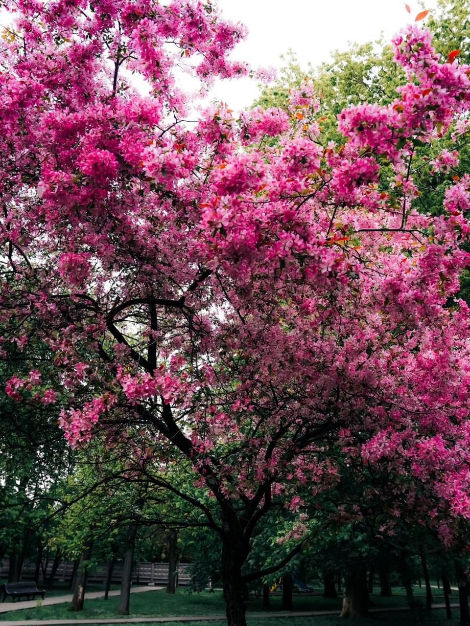 Тихое и зеленое место Москвы 🌳Екатерининский сад когда-то был частью усадьбы графа Разумовского, а позже здесь открыли Московский зоологический сад — первый в городе, правда, просуществовал он всего п... | Сетка — социальная сеть от hh.ru