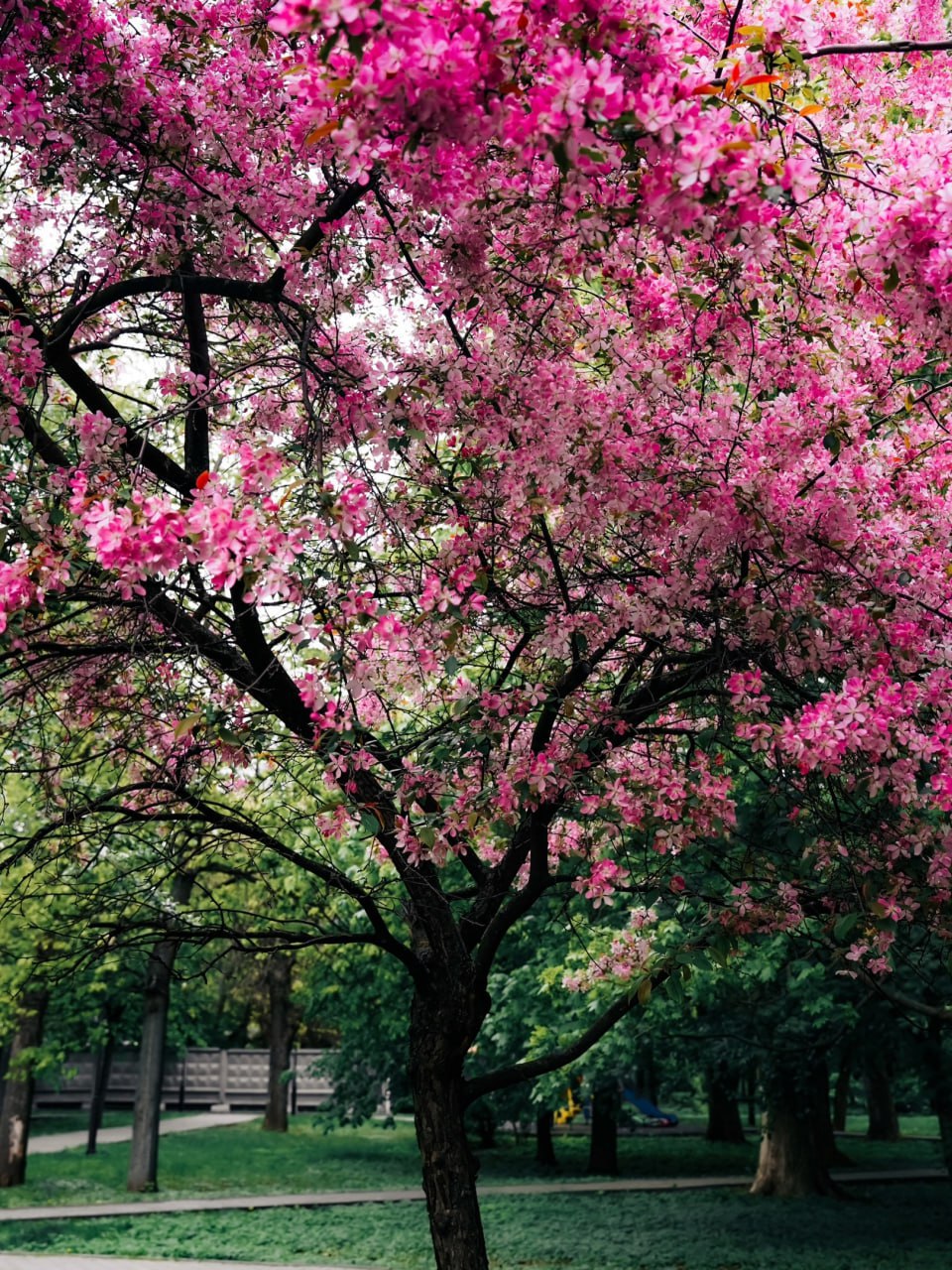 Тихое и зеленое место Москвы 🌳Екатерининский сад когда-то был частью усадьбы графа Разумовского, а позже здесь открыли Московский зоологический сад — первый в городе, правда, просуществовал он всего п... | Сетка — социальная сеть от hh.ru
