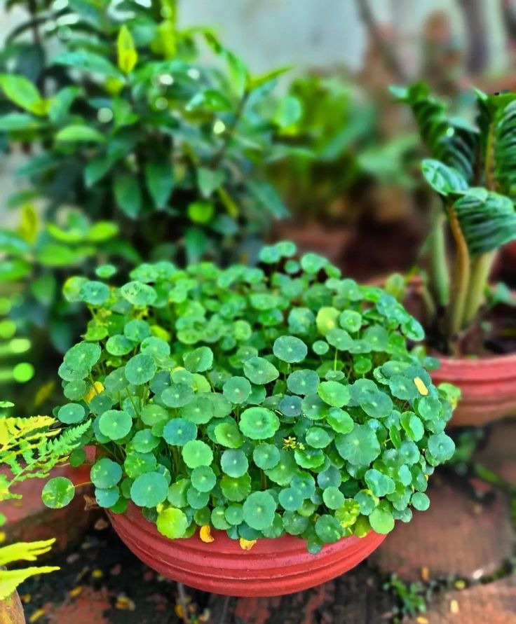 🌱 ЭКСПЕРИМЕНТ! МИКРОЗЕЛЕНЬ БЕЗ СВЕТА – МИФ ИЛИ РЕАЛЬНОСТЬ? 🤔
Мы решили проверить, можно ли вырастить микрозелень в полной темноте | Сетка — социальная сеть от hh.ru