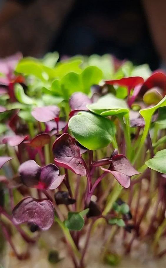 🌱 ЭКСПЕРИМЕНТ! МИКРОЗЕЛЕНЬ БЕЗ СВЕТА – МИФ ИЛИ РЕАЛЬНОСТЬ? 🤔
Мы решили проверить, можно ли вырастить микрозелень в полной темноте | Сетка — социальная сеть от hh.ru