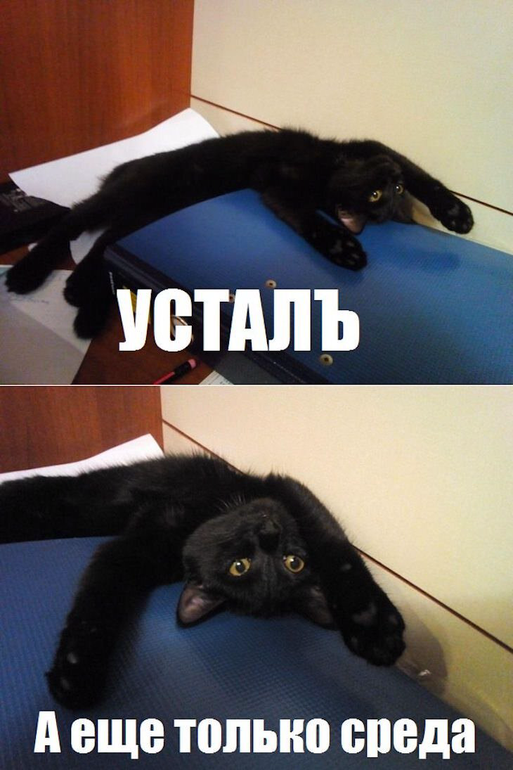 Мемы с котиками | Сетка — социальная сеть от hh.ru
