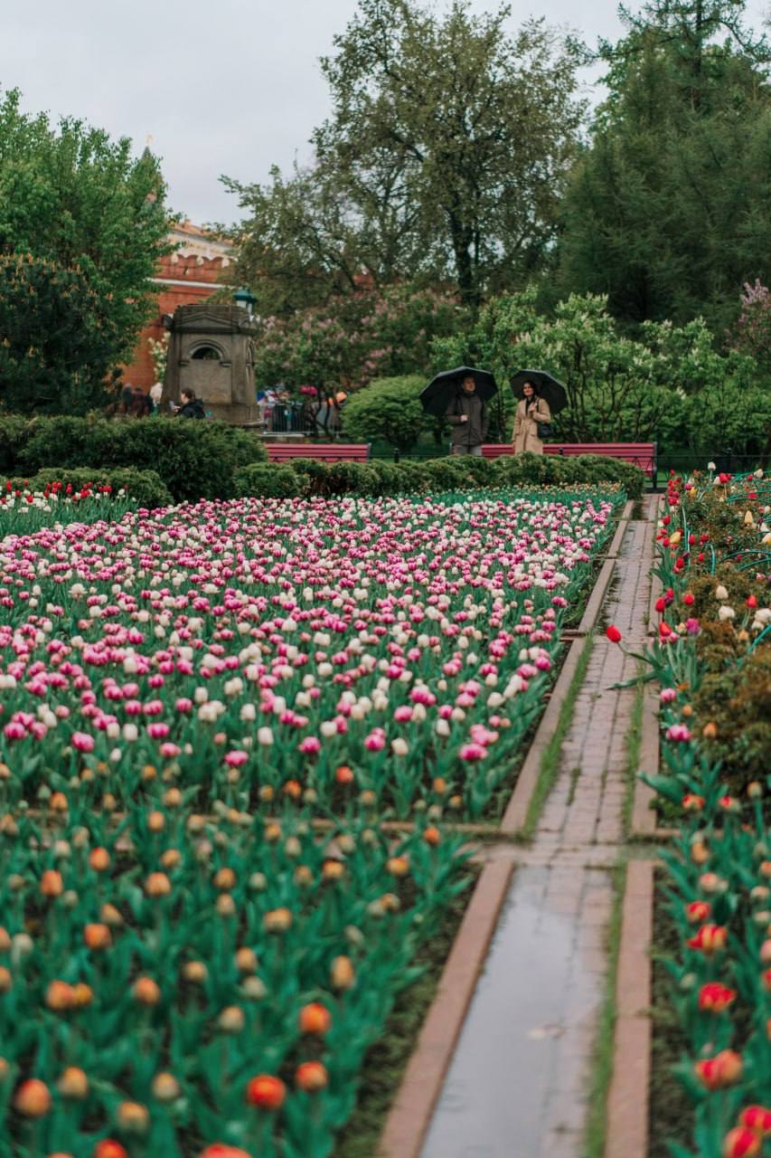 🌸Дождливая весна в Москве
📍Александровский сад
📲Подпишитесь на Вдвижении | Сетка — социальная сеть от hh.ru