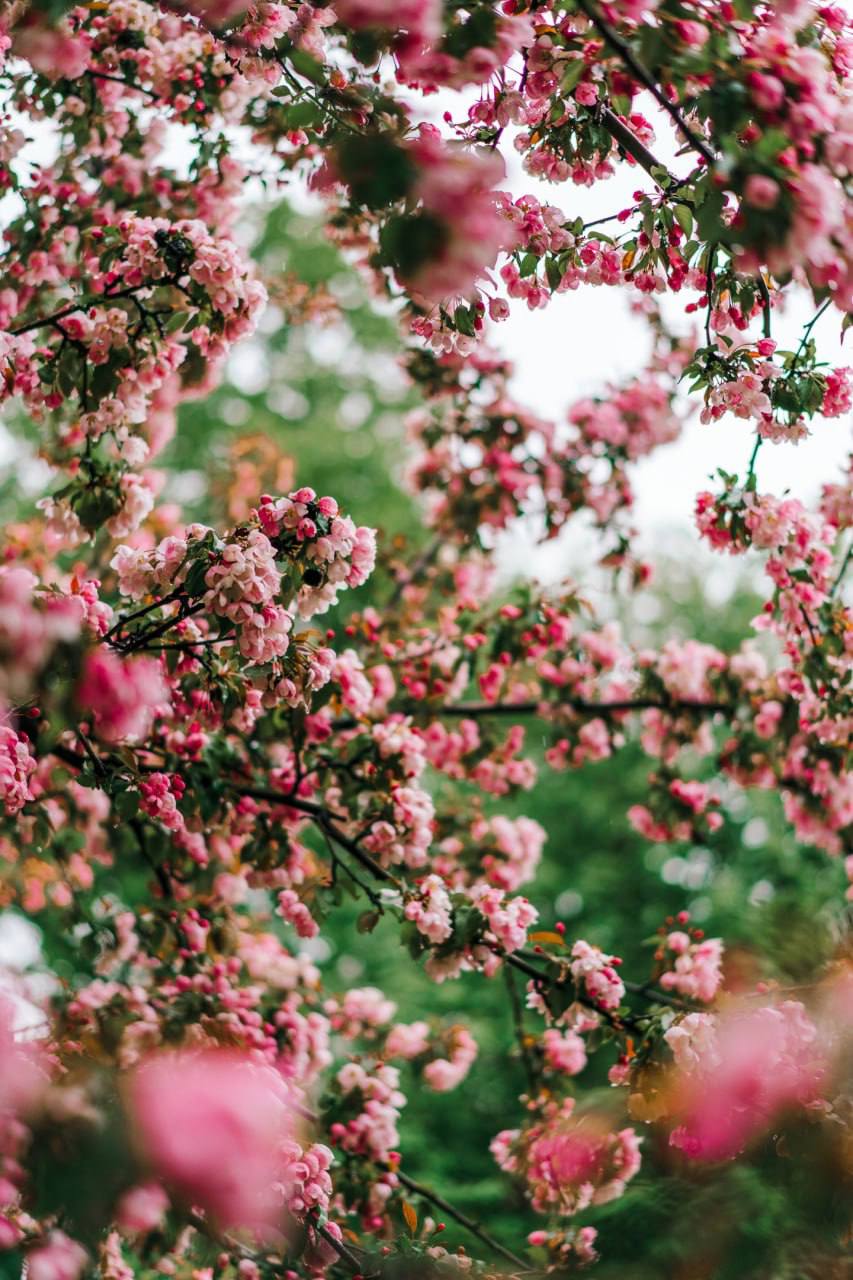 🌸Дождливая весна в Москве
📍Александровский сад
📲Подпишитесь на Вдвижении | Сетка — социальная сеть от hh.ru