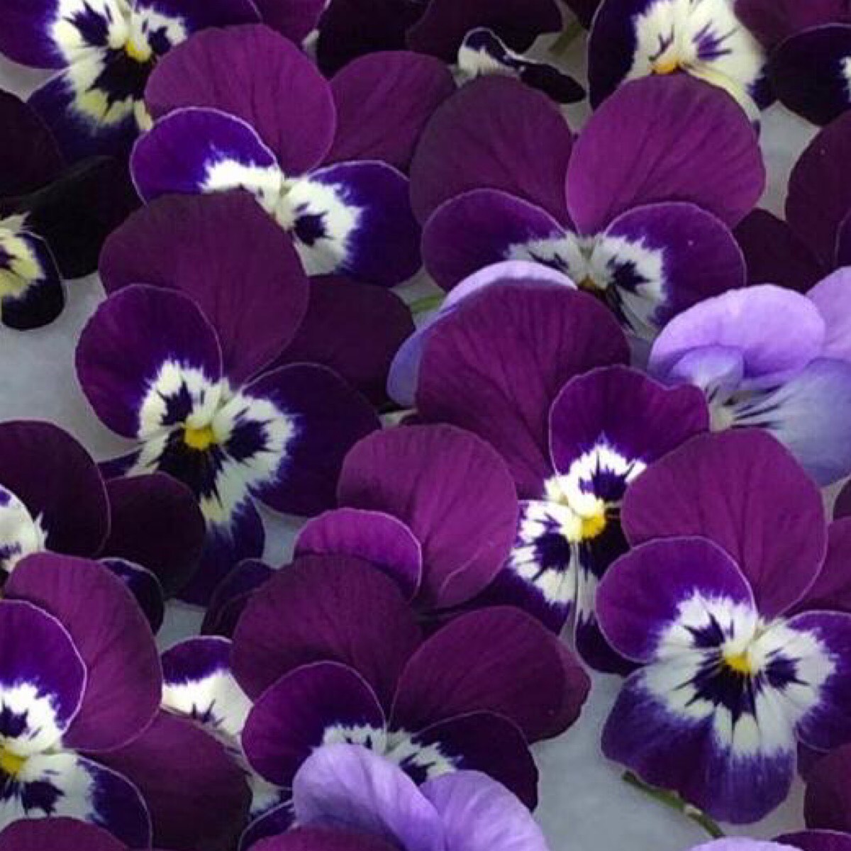 Игорь Смирнов | Сетка — социальная сеть от hh.ru