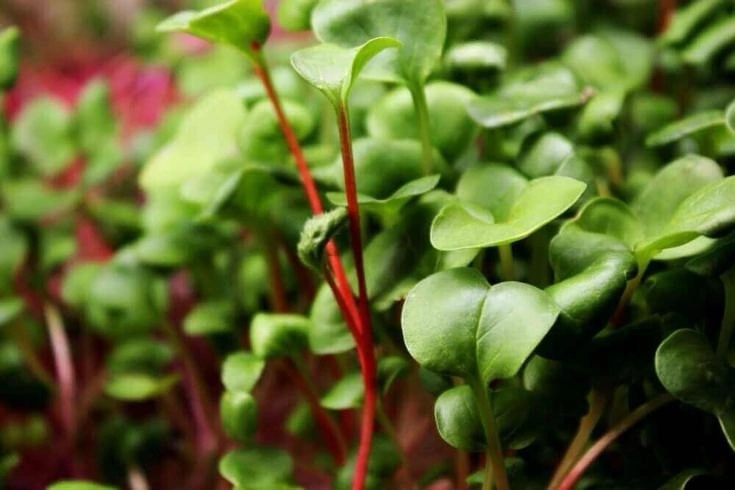 🌱 ГИДРОПОНИКА vs | Сетка — социальная сеть от hh.ru