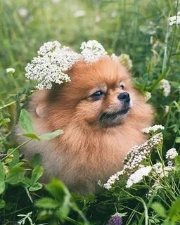 Привет, шпицеводы! 🐶🌱
Хотите, чтобы ваш пушистый друг был еще здоровее и энергичнее? Попробуйте добавить в его рацион микрозелень! 🌿
Как давать микрозелень шпицу:
Начните с малых порций: 1/2 чайной ло... | Сетка — социальная сеть от hh.ru