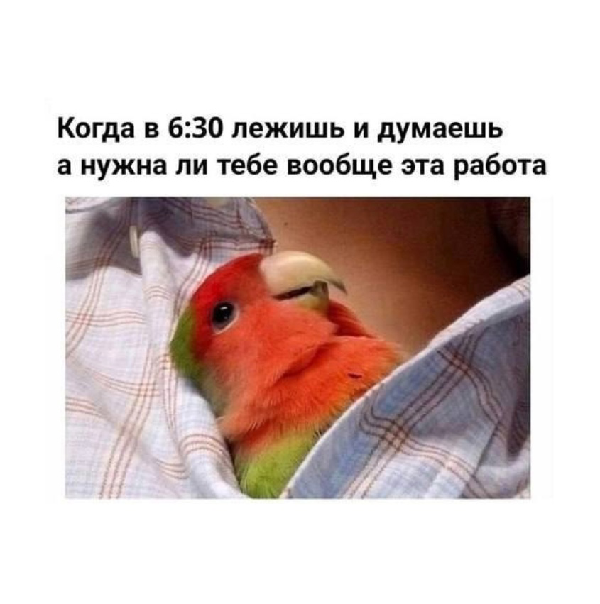 Сетка — социальная сеть от hh.ru