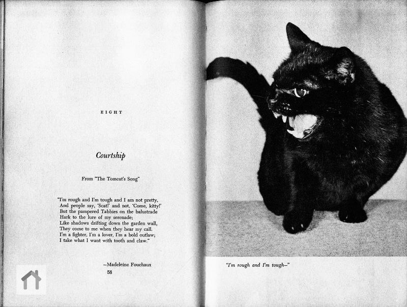 Книга "Котики и как я их фотографирую", Джозеф Спайс, 1958 г. | Сетка — социальная сеть от hh.ru