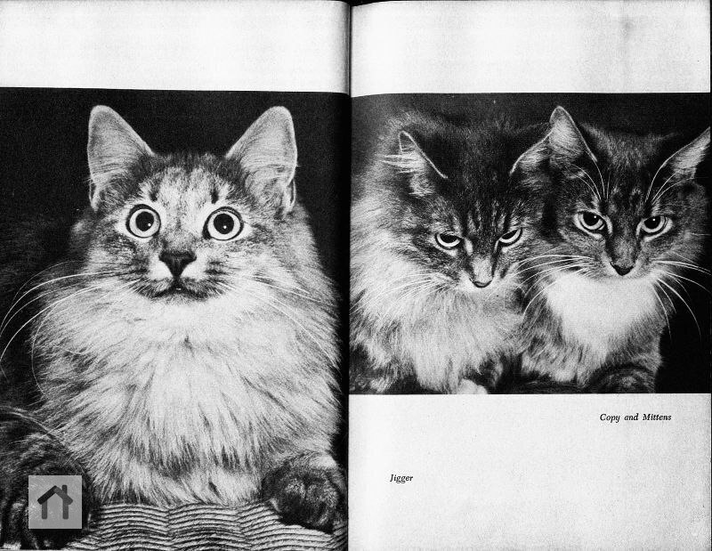 Книга "Котики и как я их фотографирую", Джозеф Спайс, 1958 г. | Сетка — социальная сеть от hh.ru