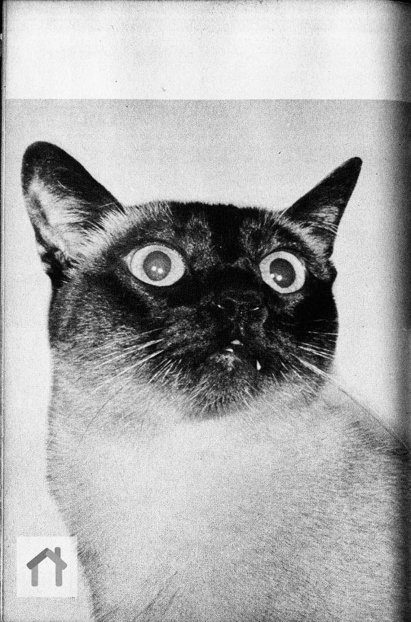 Книга "Котики и как я их фотографирую", Джозеф Спайс, 1958 г. | Сетка — социальная сеть от hh.ru
