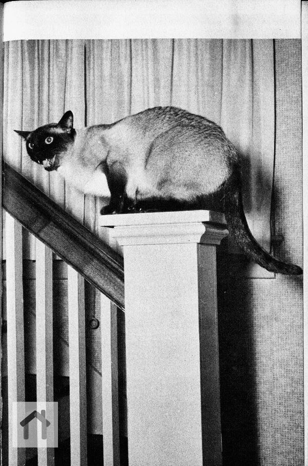 Книга "Котики и как я их фотографирую", Джозеф Спайс, 1958 г. | Сетка — социальная сеть от hh.ru
