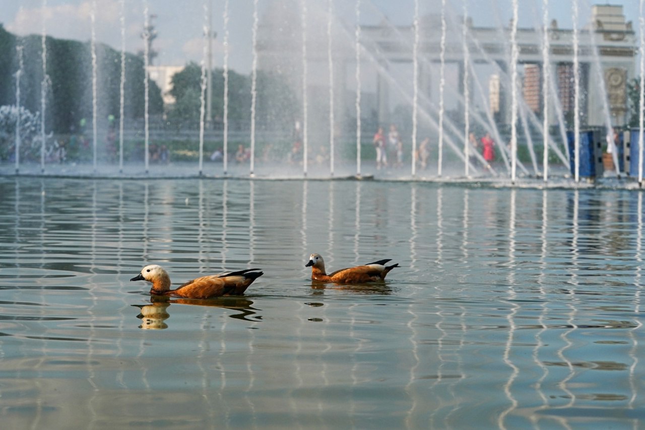💦Вода московских фонтанов
⛲️ Московские фонтаны: от величественных каскадов до утонченных струй воды
Каждый фонтан Москвы имеет свою неповторимую историю | Сетка — социальная сеть от hh.ru
