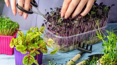 🌱 Срезаем микрозелень правильно! 🌱
Хотите, чтобы ваша микрозелень росла пышной и вкусной? Важно правильно ее срезать! ✂️
Как это сделать:
Дождитесь, пока ростки достигнут 5-7 см | Сетка — социальная сеть от hh.ru
