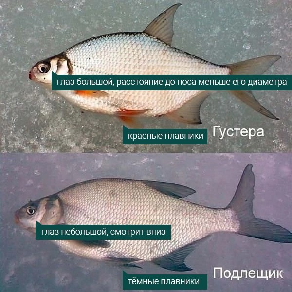 Напомним новичкам и бывалым. Всем НХНЧ.
Автор: Дмитрий Дзюбенко | Сетка — социальная сеть от hh.ru