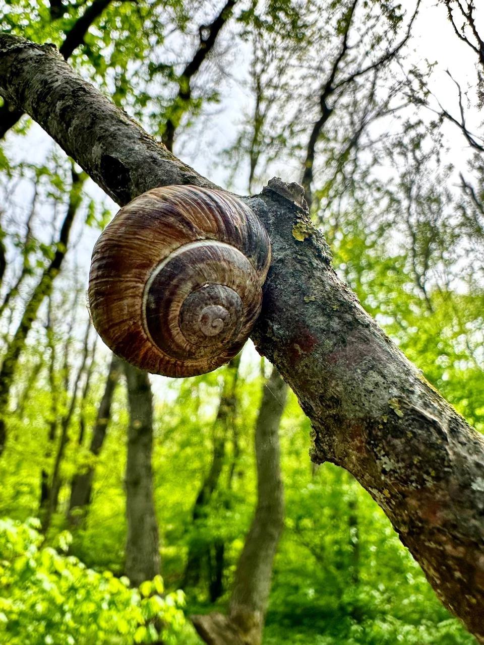 🌳 Весенний ставропольский лес
📷 Natalyaphoto26stav | Сетка — социальная сеть от hh.ru