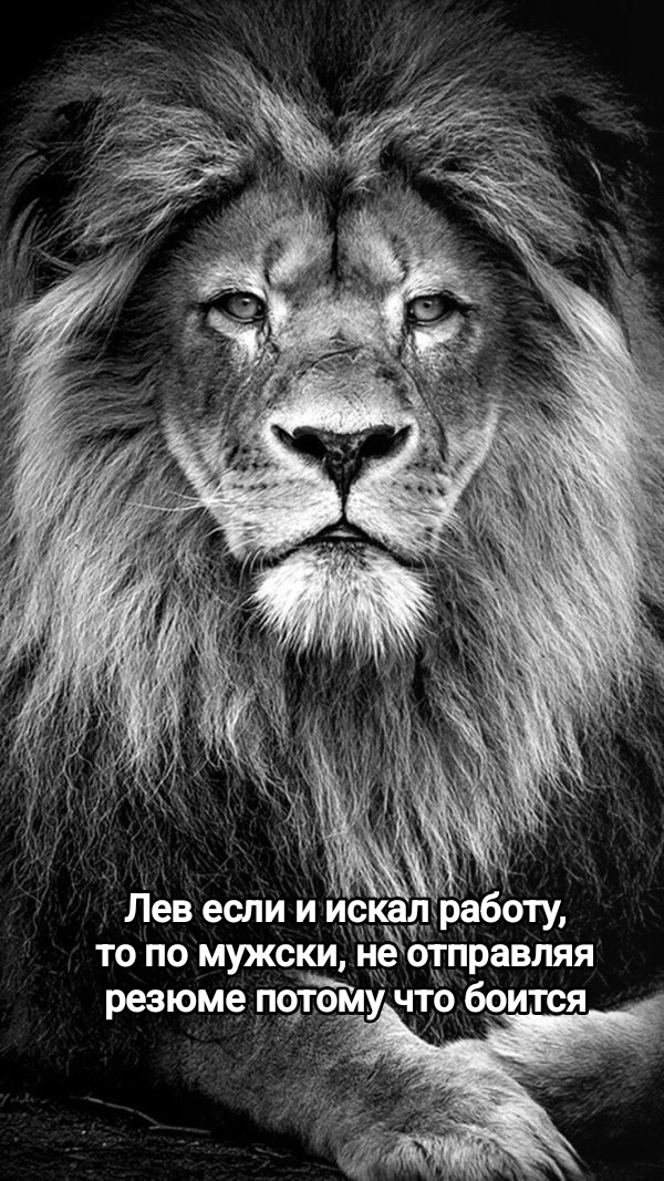 А что если превратить свою анкету в один сплошной мем, повысит ли это шансы найти работу | Сетка — социальная сеть от hh.ru