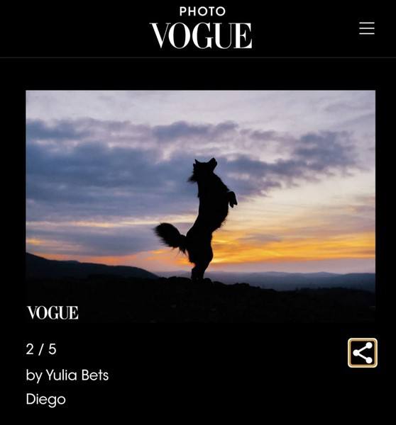 Красноярский пёс Диего из приюта попал на обложку VOGUE.
Местный фотограф Юлия Бец сфотографировала красавца на фоне скалы «Красный Гребень» и просто отправила фото в редакцию журнала | Сетка — социальная сеть от hh.ru