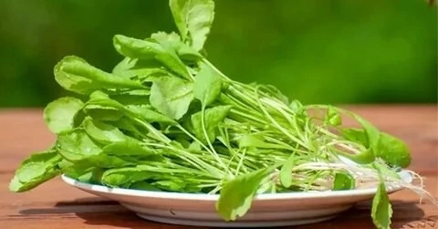 🌿КАКАЯ МИКРОЗЕЛЕНЬ РАНЬШЕ БЫЛА СОРНЯКОМ 🤔
⏬⏬⏬⏬⏬⏬⏬⏬
Привет, друзья! 👋
! 🌱 А вы знали, что некоторые из самых популярных видов раньше считались… сорняками?!
Яркий пример – кресс-салат! 🌿 В дикой природе... | Сетка — социальная сеть от hh.ru