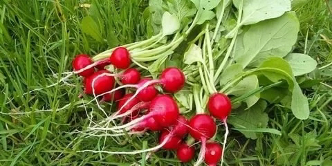 🌿КАКАЯ МИКРОЗЕЛЕНЬ РАНЬШЕ БЫЛА СОРНЯКОМ 🤔
⏬⏬⏬⏬⏬⏬⏬⏬
Привет, друзья! 👋
! 🌱 А вы знали, что некоторые из самых популярных видов раньше считались… сорняками?!
Яркий пример – кресс-салат! 🌿 В дикой природе... | Сетка — социальная сеть от hh.ru