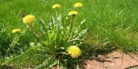 🌿 ПОЛЕЗНЫЕ СОРНЯКИ ПОД НАШИМИ НОГАМИ! 🌿
Уверены, вы не раз проходили мимо настоящих кладезей витаминов! Речь о… сорняках! 🤫 Многие из них – отличная микрозелень | Сетка — социальная сеть от hh.ru