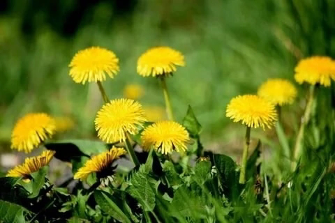 🌿 ПОЛЕЗНЫЕ СОРНЯКИ ПОД НАШИМИ НОГАМИ! 🌿
Уверены, вы не раз проходили мимо настоящих кладезей витаминов! Речь о… сорняках! 🤫 Многие из них – отличная микрозелень | Сетка — социальная сеть от hh.ru