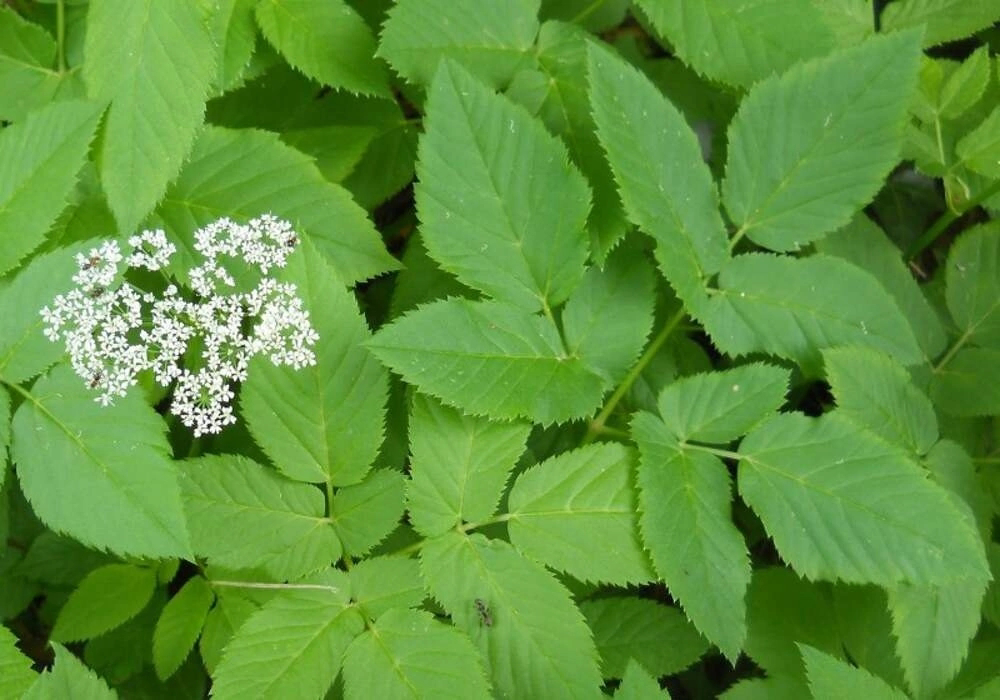 🌿 СНЫТЬ В РАЦИОНЕ – ЭТО ТРЕНД!  
Сегодня здоровое питание в моде! А вы знали, что сныть – настоящий суперфуд? 🌱  
Из неё можно делать:  
Смузи 🍹  
Добавлять в салаты 🥗  
Выжимать соки 🥤  
Интересный ф... | Сетка — социальная сеть от hh.ru