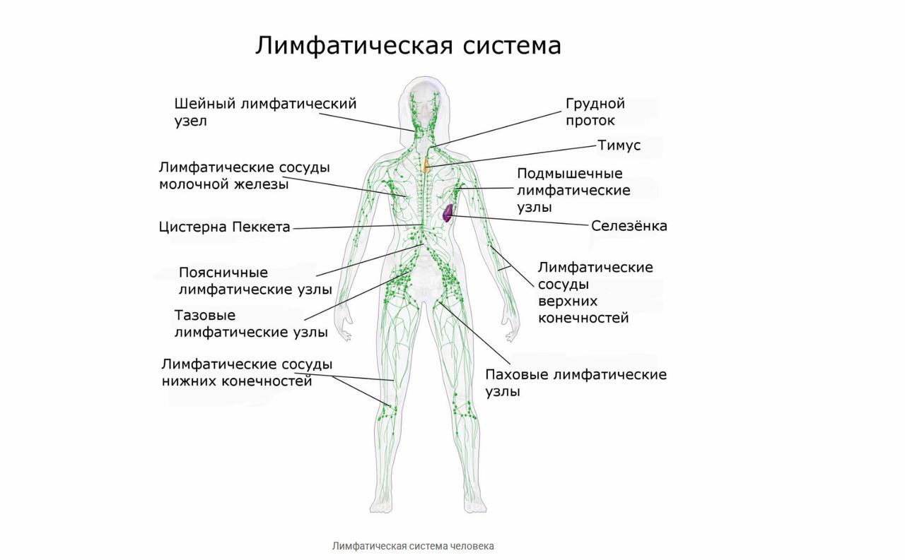 Как насчет поговорить про лимфатическую систему?
Лимфатическая система — это сеть сосудов, узлов и органов, которая выводит из тканей избыток жидкости, токсины и продукты обмена, фильтруя их через лим... | Сетка — социальная сеть от hh.ru