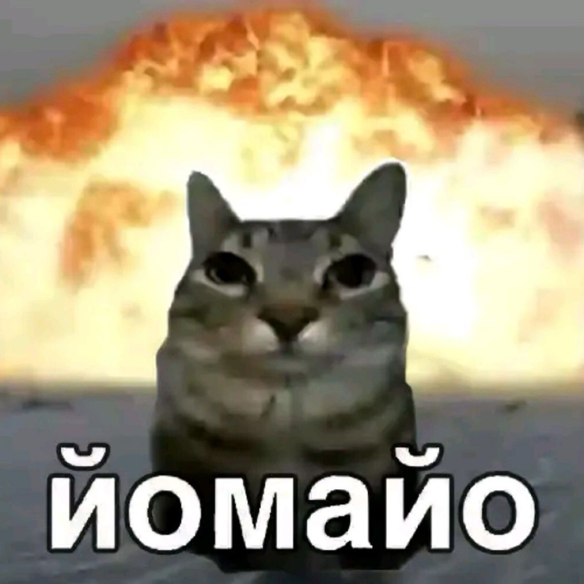 Маша Мишкина