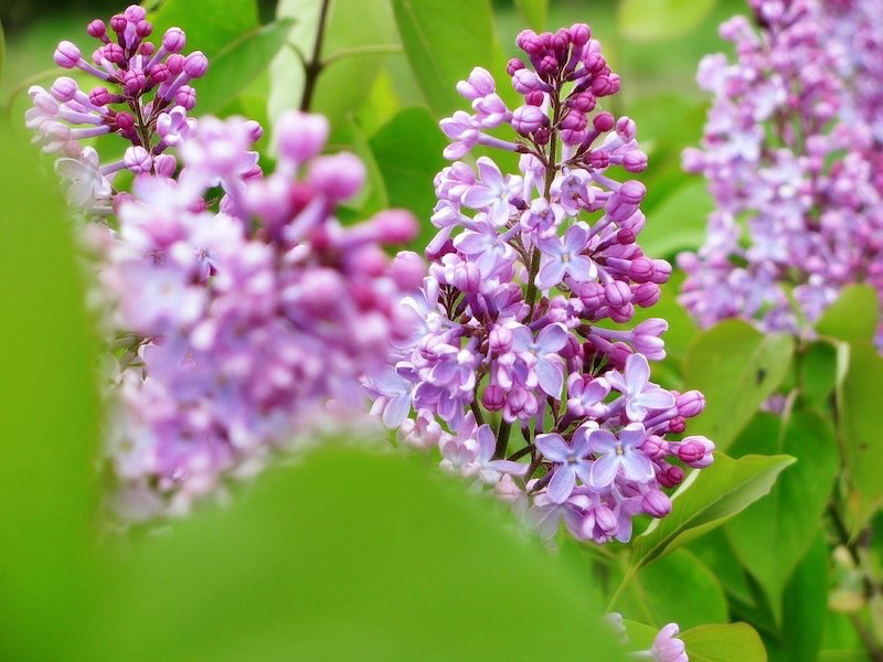 🌸 СИРЕНЬ: НЕ ТОЛЬКО КРАСОТА, НО И ПОЛЬЗА! 🌸
Вы знали, что сирень - это не только аромат весны, но и кладезь полезных свойств? 🌿
В народной медицине: Листья и цветки сирени применяют для компрессов при... | Сетка — социальная сеть от hh.ru