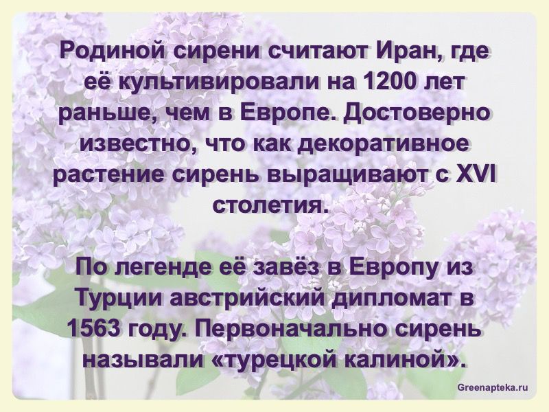 🌸 СИРЕНЬ: НЕ ТОЛЬКО КРАСОТА, НО И ПОЛЬЗА! 🌸
Вы знали, что сирень - это не только аромат весны, но и кладезь полезных свойств? 🌿
В народной медицине: Листья и цветки сирени применяют для компрессов при... | Сетка — социальная сеть от hh.ru
