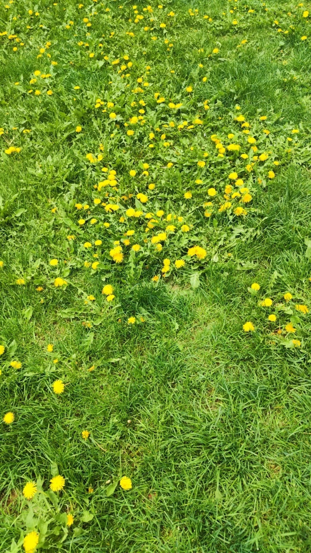 🌼ОТ ОТЕКОВ И ЛИШНЕГО ВЕСА🌼 ПОМОГАЕТ ПРОСТОЙ СОРНЯК С ОГОРОДА (употребляю в пищу) | Сетка — социальная сеть от hh.ru