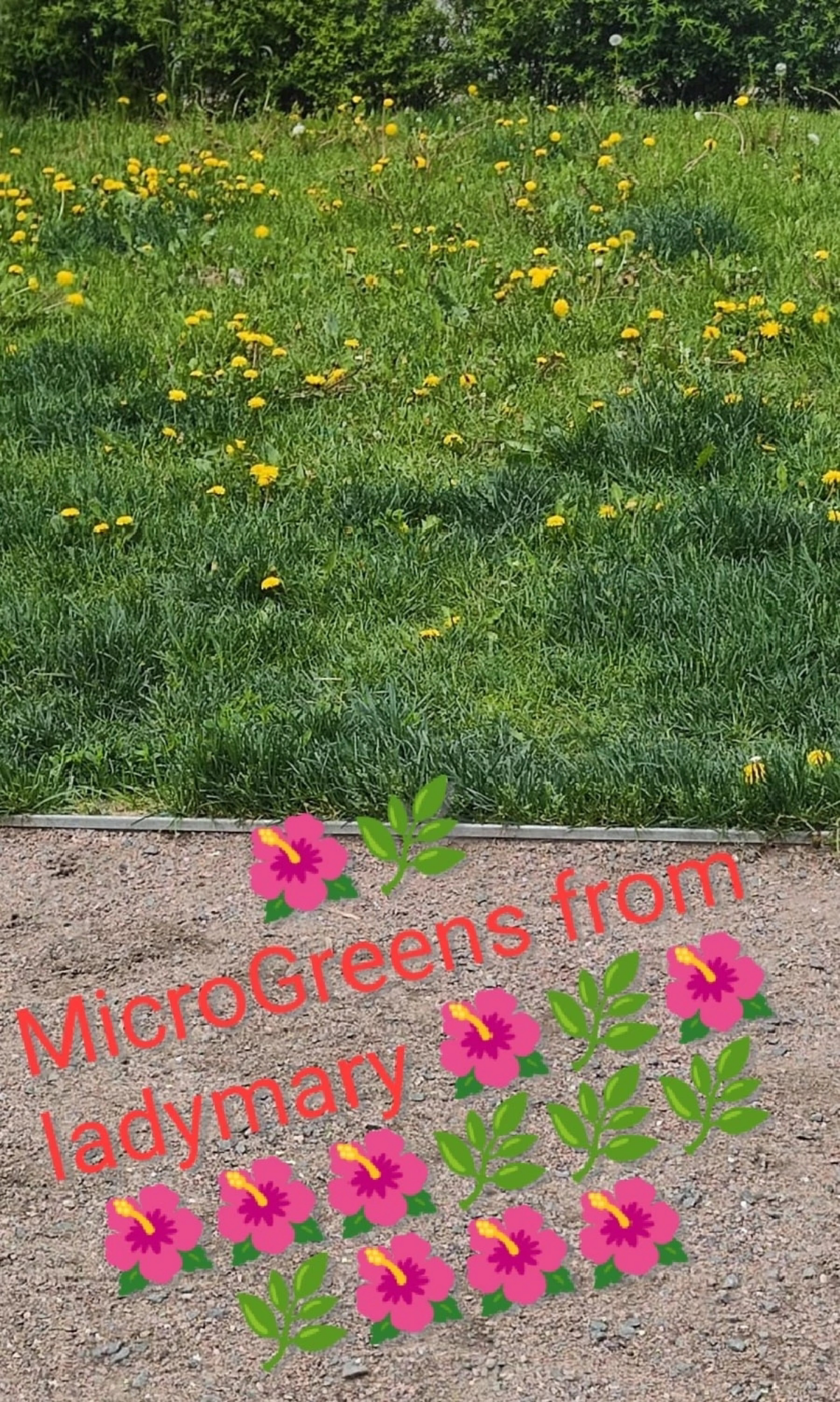 🌼ОТ ОТЕКОВ И ЛИШНЕГО ВЕСА🌼 ПОМОГАЕТ ПРОСТОЙ СОРНЯК С ОГОРОДА (употребляю в пищу) | Сетка — социальная сеть от hh.ru